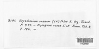 Sepedonium roseum image